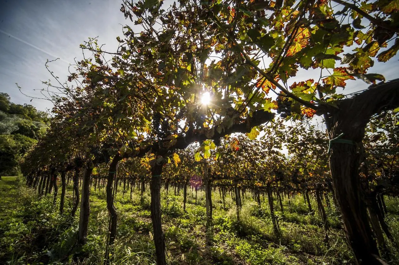 Agriturismo Le Volpi Baone Alloggio per agriturismo
